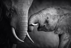 Olifant met kalfje_11760110_ds